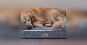 Dog Beds & Sofas