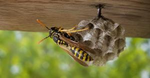 A paper wasp on a small grey nest attached to a wooden eave