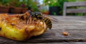 A yellowjacket wasp feeding on a fallen apple on a wooden table