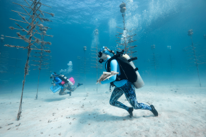 A CRF diver walks trays of boulder corals across the ocean floor ready for relocation to the second CRF ocean based gene bank