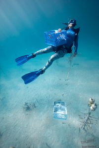 A CRF diver ascends through the water column with crates of founder coral genotypes