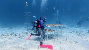 Installing boulder corals in the second CRF gene bank at Elbow Reef