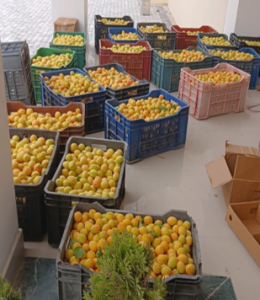 The Ladakh Apricots collection Center