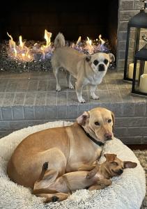 two dogs sharing a dog bed while another small dog stands above them on a fireplace surround