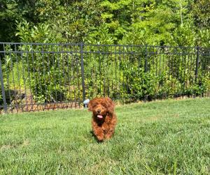 a red doodle puppy walking on outdoor patio tiles