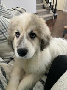 Great Pyrenees puppy facing camera with front paws on a sofa