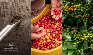 A three-panel composite showing coffee cherries on a branch, hand-sorted ripe red coffee cherries during harvest, and raw green coffee beans sampled from a burlap sack branded with the Roasting House logo.