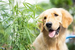 photo of a doc in front of plants