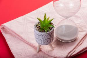 Can Aloe Cure Cancer