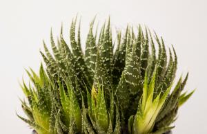 aloe