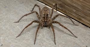 Hobo spider with a brown mottled abdomen and herringbone markings on a concrete garage floor beside a wooden baseboard.