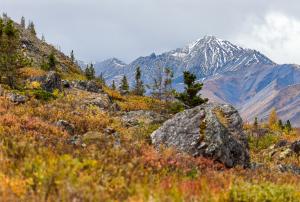 Snow-covered mountains rising above colorful autumn tundra and rocky terrain in Denali National Park, Alaska