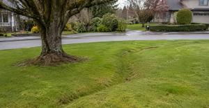 Mature tree beside a residential lawn with a faint ground depression running from the tree toward the street in an overcast suburban setting.