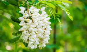  Top China Quercetin Manufacturer