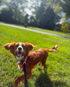 Lehigh Valley Best Dog Training