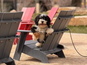 Best Dog Training Denver