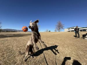 Denver Best Dog Training