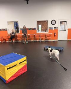 Best Dog Training Winston-Salem