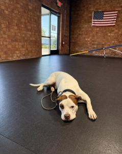 Winston-Salem Best Dog Training