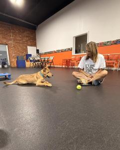 Therapy Dog Training Winston-Salem