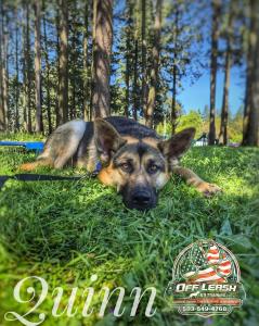 Portland Best Dog Training