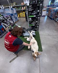 Off Leash K9 Training Oklahoma
