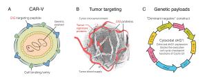 DNG64-CAR-V (DeltaRex-G) kills cancer cells, its blood supply and cancer associated fibroblasts, therefore, converting immune "cold" to immune "hot" tumors.