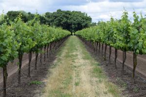 Long Island Wine Tours by North Country Limousine - North Fork and South Fork Wineries