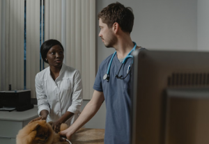 Two clinicians examining a dog