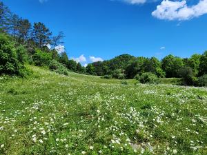 Family forest property  in Tennessee participating in LandYield's program
