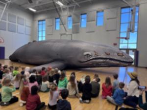 A large group of students looking in awe at a life sized whale in their gymnasium.