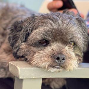 Small black dog with fresh haircut and medical care helped by a Grey Muzzle grant.
