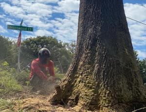 Tree Removal in Vienna VA