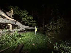 Emergency Tree Removal in Vienna VA