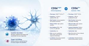 Comparison of CD56bright immunoregulatory NK cells and CD56dim cytotoxic NK cells