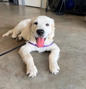 Dover Dog Training