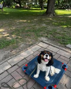 Dover Best Dog Training