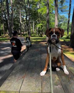 Best Dog Training Dover