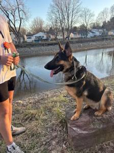 Dog Training Syracuse