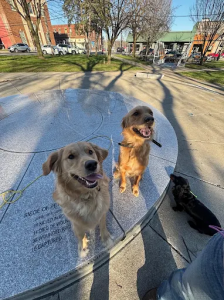 Syracuse Best Dog Training