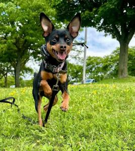 Best Dog Training Syracuse