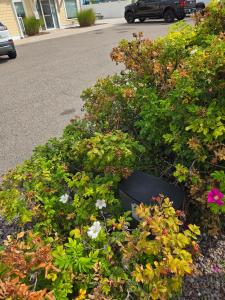 SMART box rodent system in shrubbery.