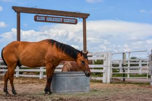 Horse grazing in Align's riding arena