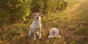 a photo of a dog sitting in grass next to a hat