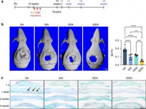 The roles of β1 integrin and DDR2 in bone regeneration