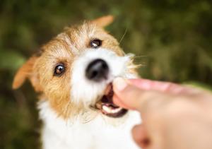 a picture of a dog eating a treat from someone's hand