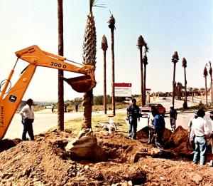 Heavy excavator and construction crew operating near mature palm trees during a site grading and development project.