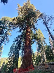 Mature giant sequoia tree protected by an orange exclusion fence during nearby infrastructure projects.