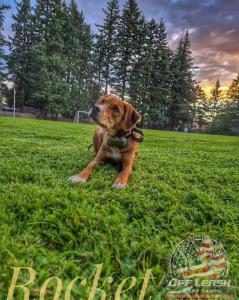 Dog Training Portland