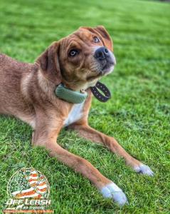 Portland Dog Training